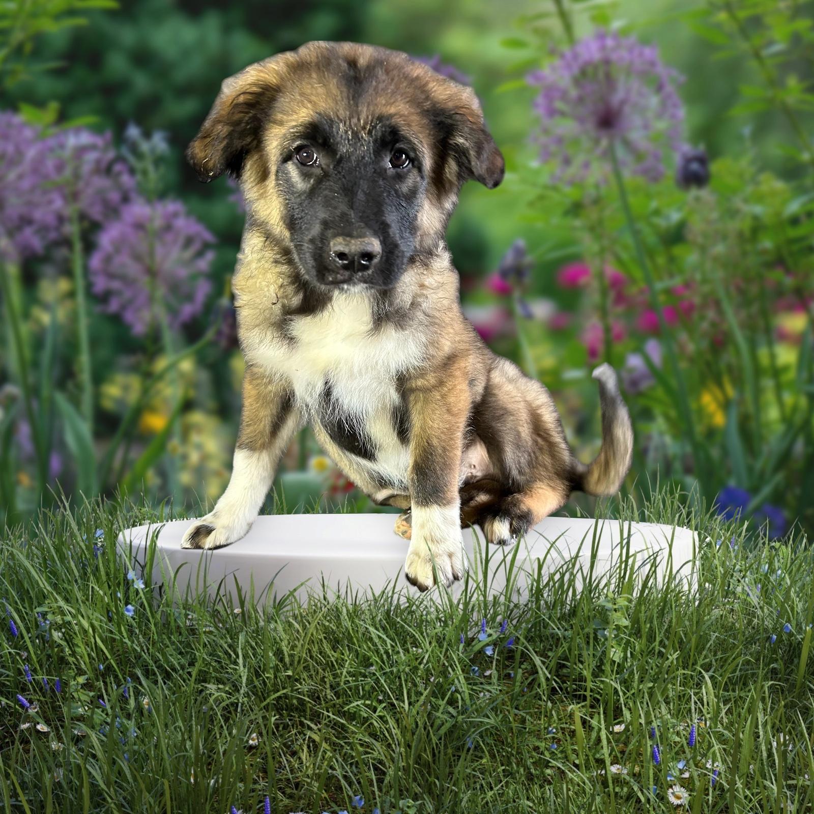 Enlarge Charming , a ADOPTABLE mixed breed in High Ridge, MO image 3/3