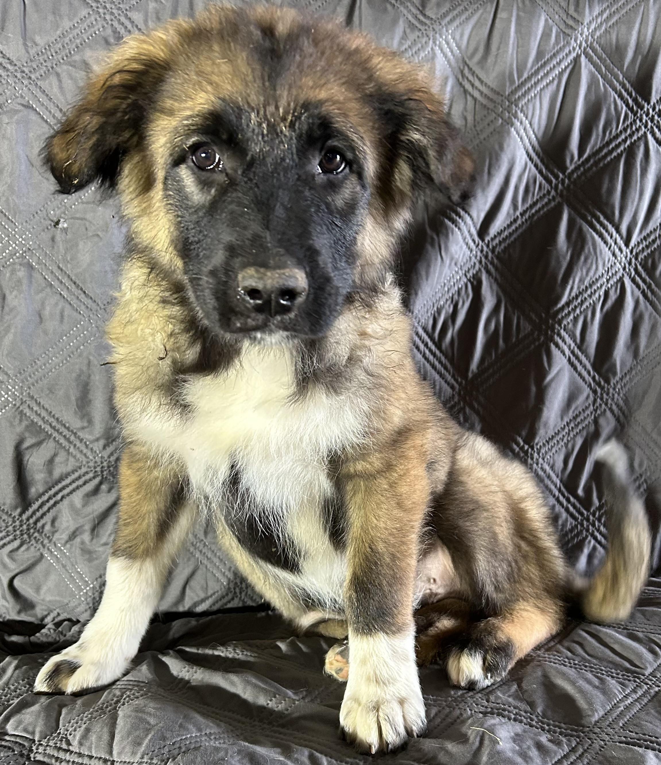 Enlarge Charming , a ADOPTABLE mixed breed in High Ridge, MO image 2/3