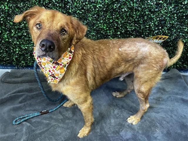CAESAR, Adoptable, Senior Male Golden Retriever.