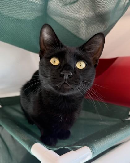 Lucipurr, Adoptable, Kitten Male Domestic Short Hair & Domestic Short Hair.