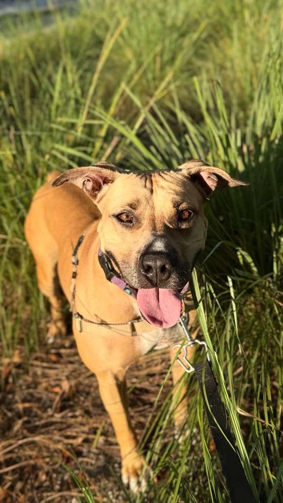 America, Adoptable, Adult Female Terrier.