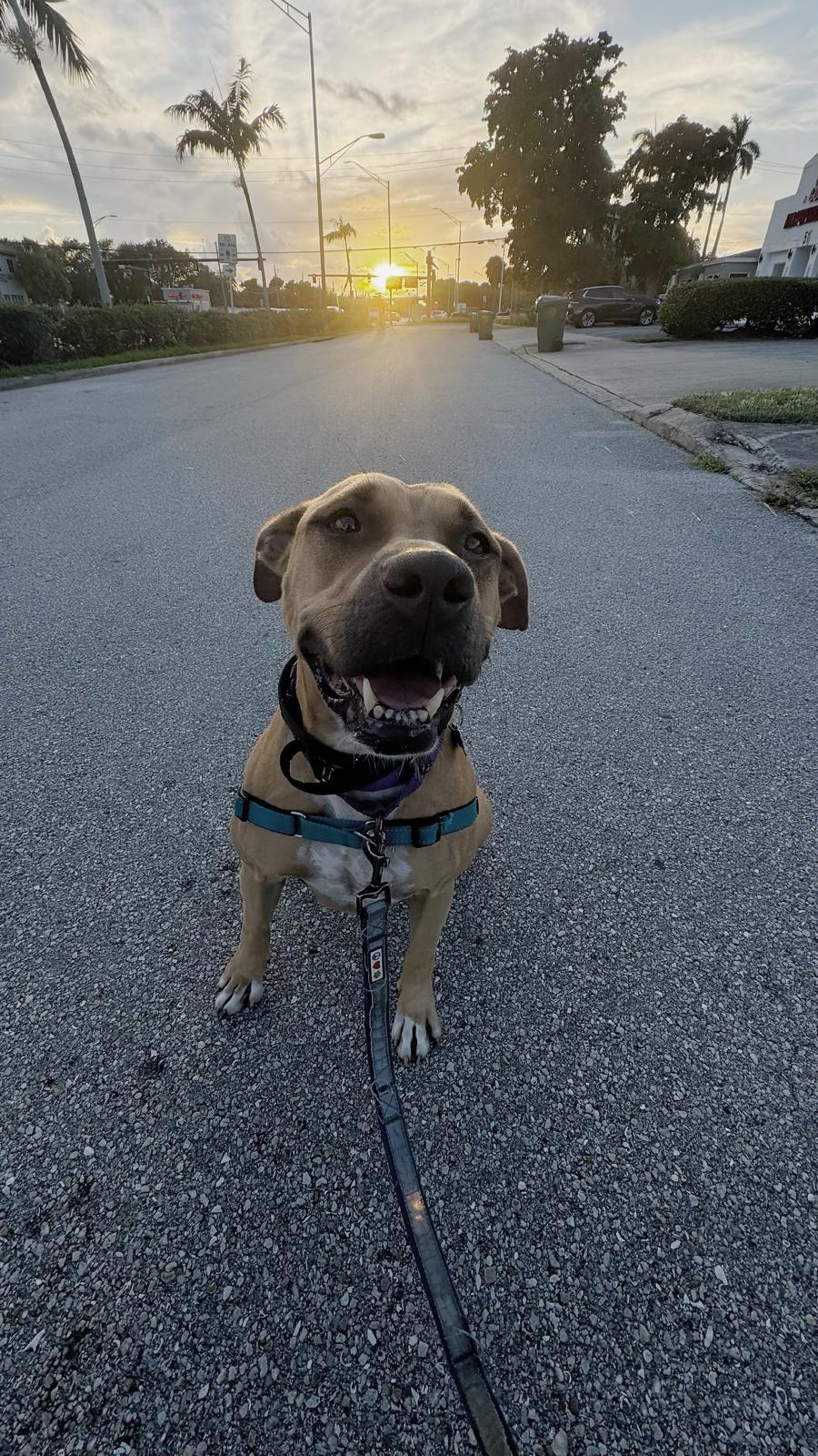 America, a Adoptable Terrier in Pompano Beach, FL image 1/3