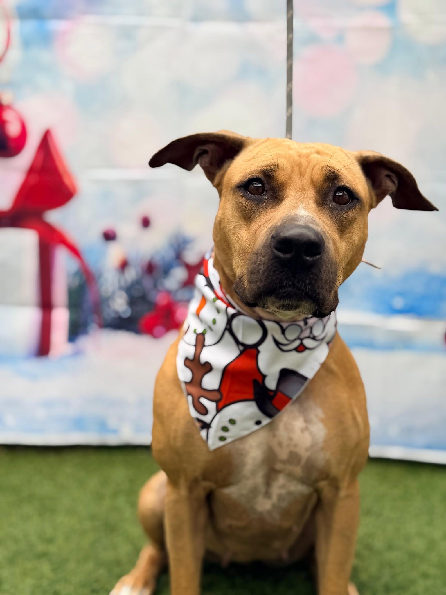 America, a Adoptable Terrier in Pompano Beach, FL image 1/3