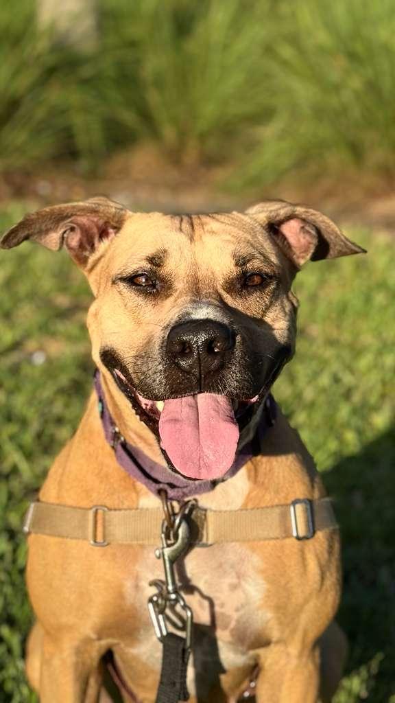 Enlarge America, a Adoptable Terrier in Pompano Beach, FL image 2/3