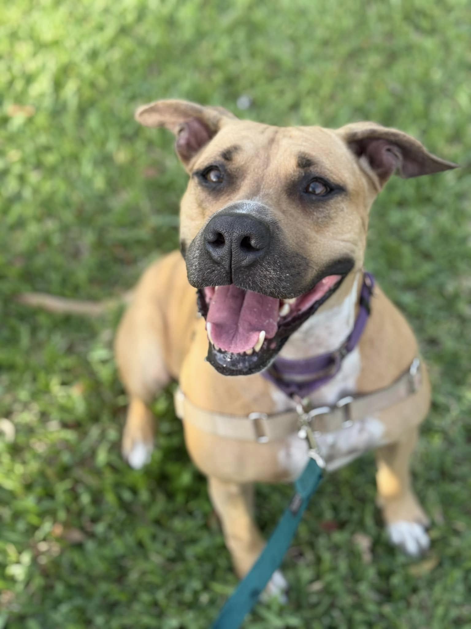 Enlarge America, a Adoptable Terrier in Pompano Beach, FL image 3/3