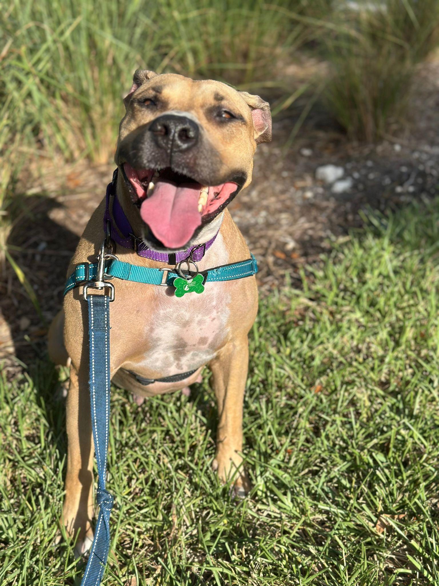 America, Adoptable, Adult Female Terrier.