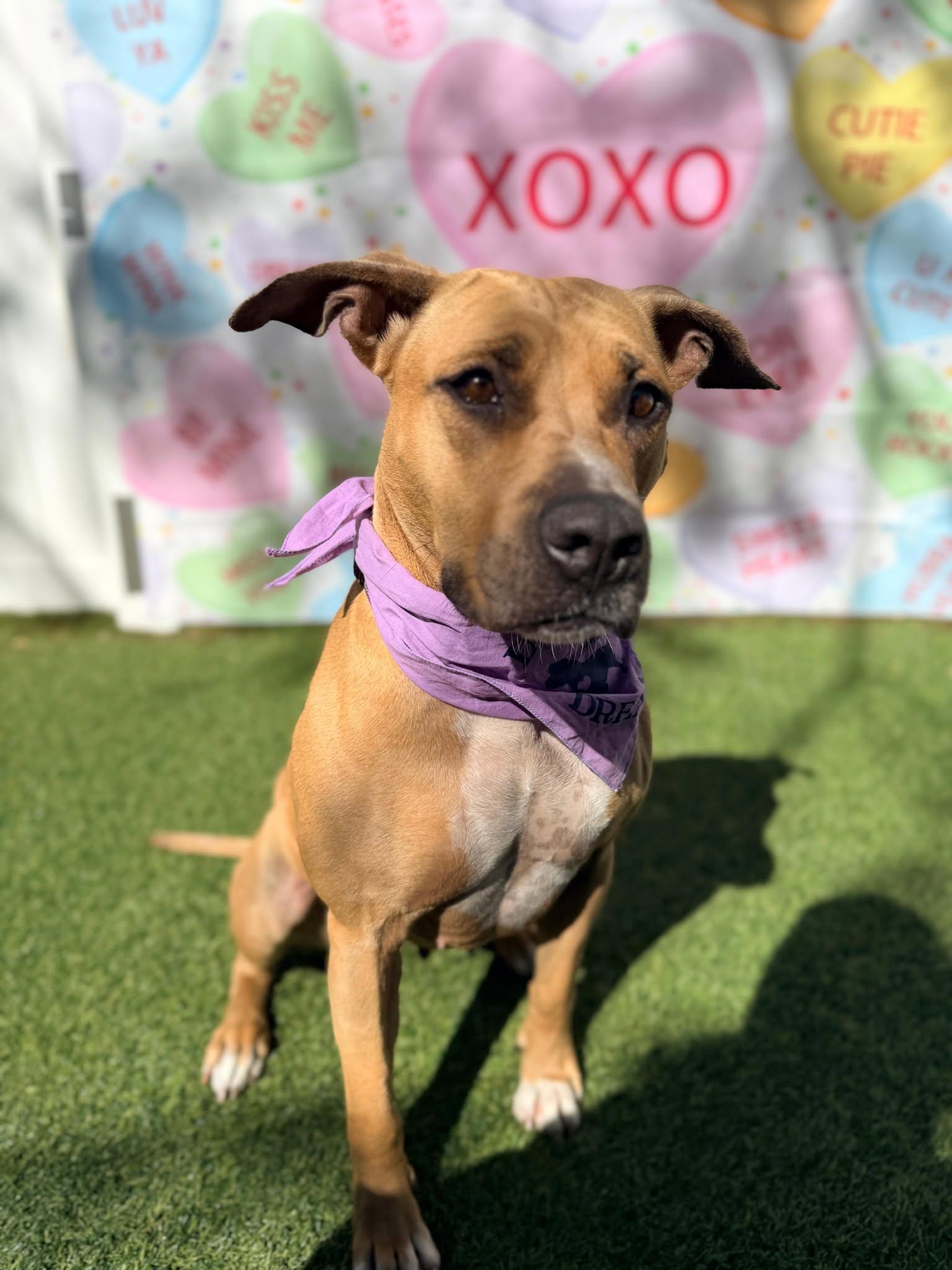 Enlarge America, a Adoptable Terrier in Pompano Beach, FL image 2/3