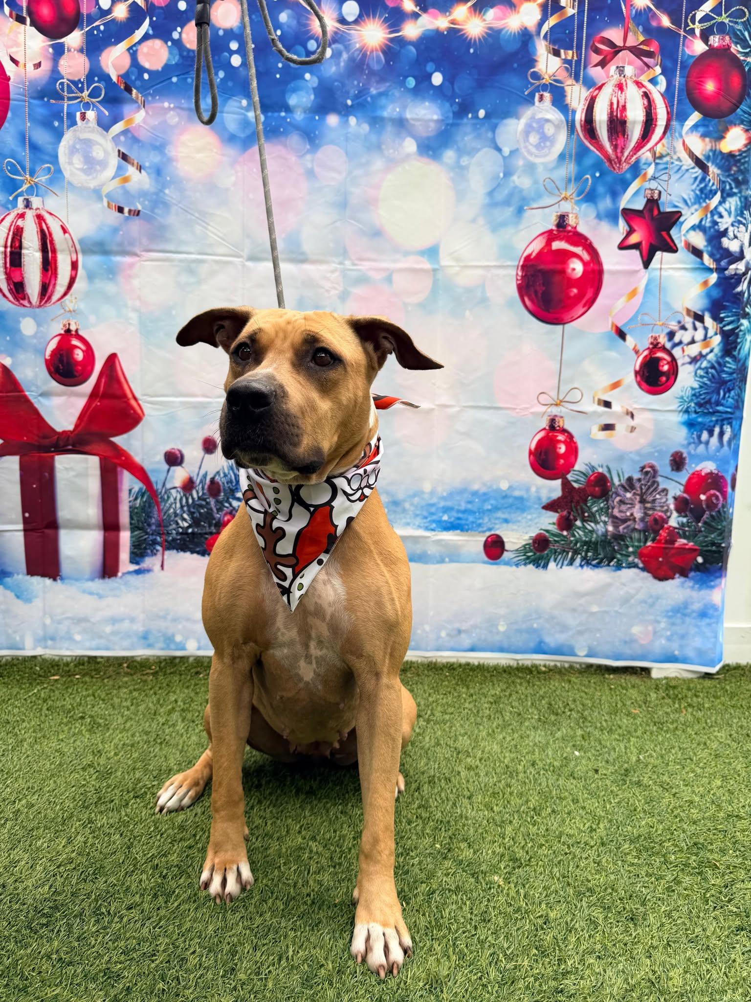 America, a Adoptable Terrier in Pompano Beach, FL image 3/3