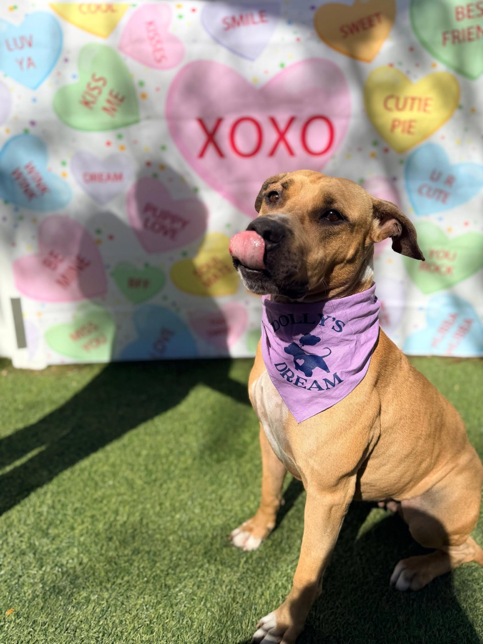 Enlarge America, a Adoptable Terrier in Pompano Beach, FL image 3/3