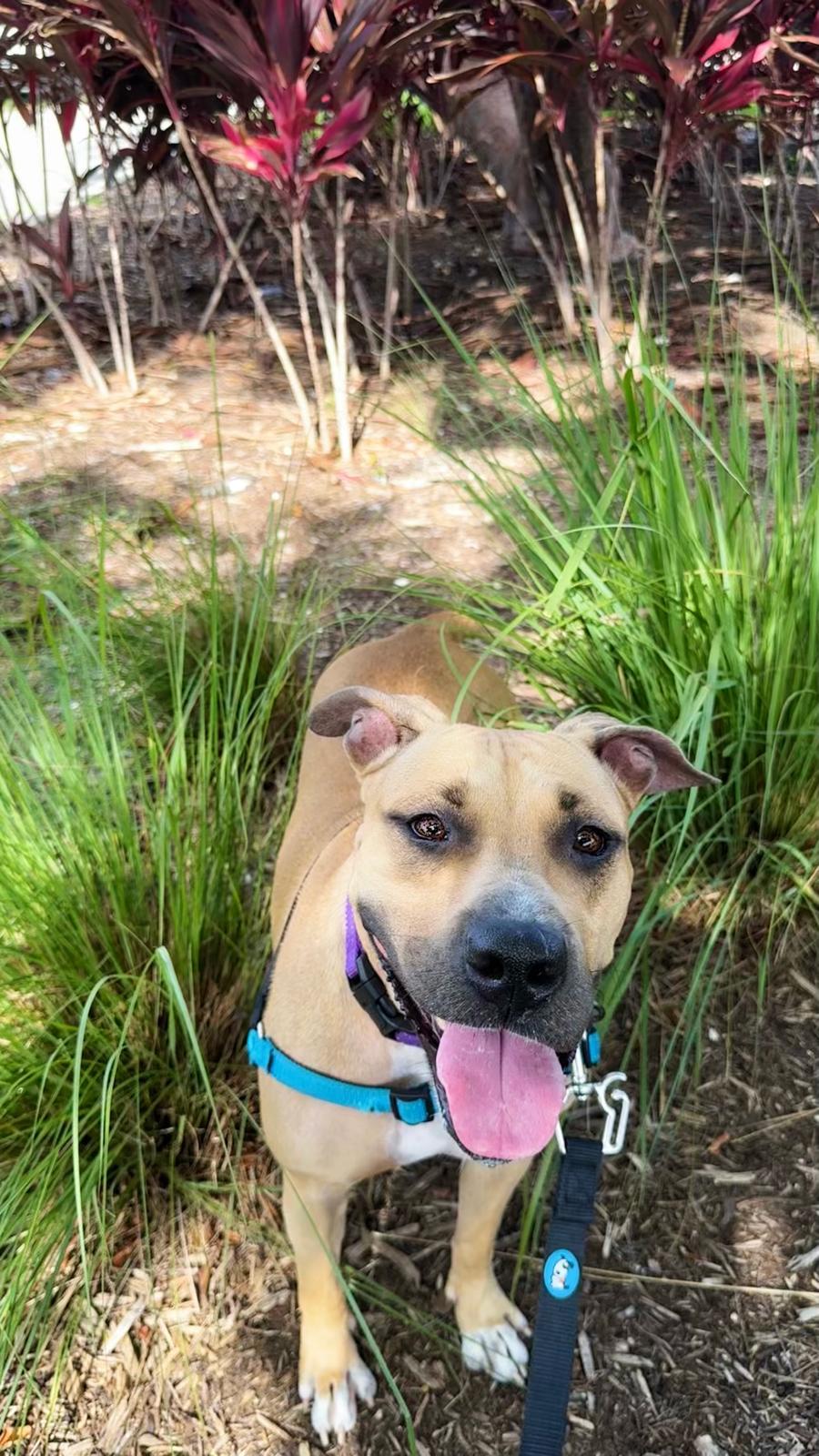 America, a Adoptable Terrier in Pompano Beach, FL image 3/3