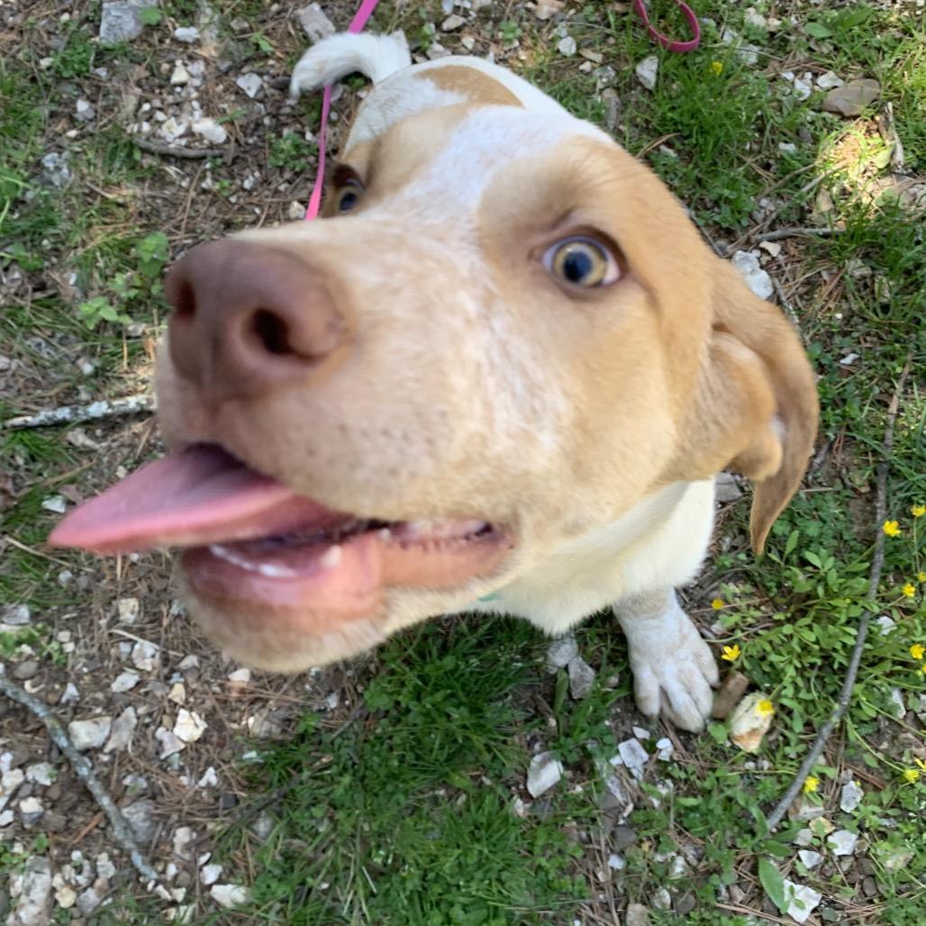 Hamster, Adoptable, Young Male Cattle Dog & Mixed Breed.