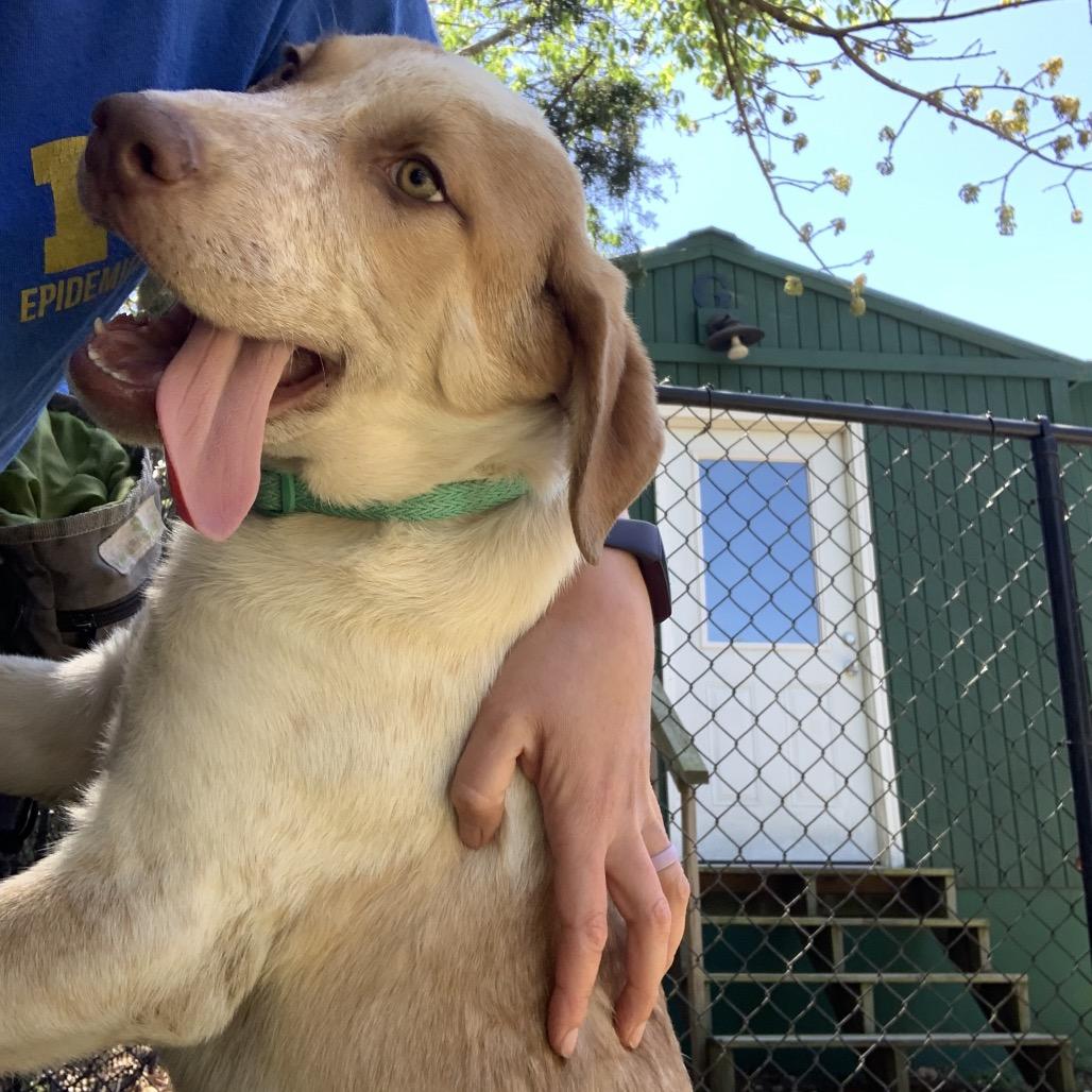 Enlarge Hamster, a Adoptable mixed breed in Eureka Springs, AR image 2/6