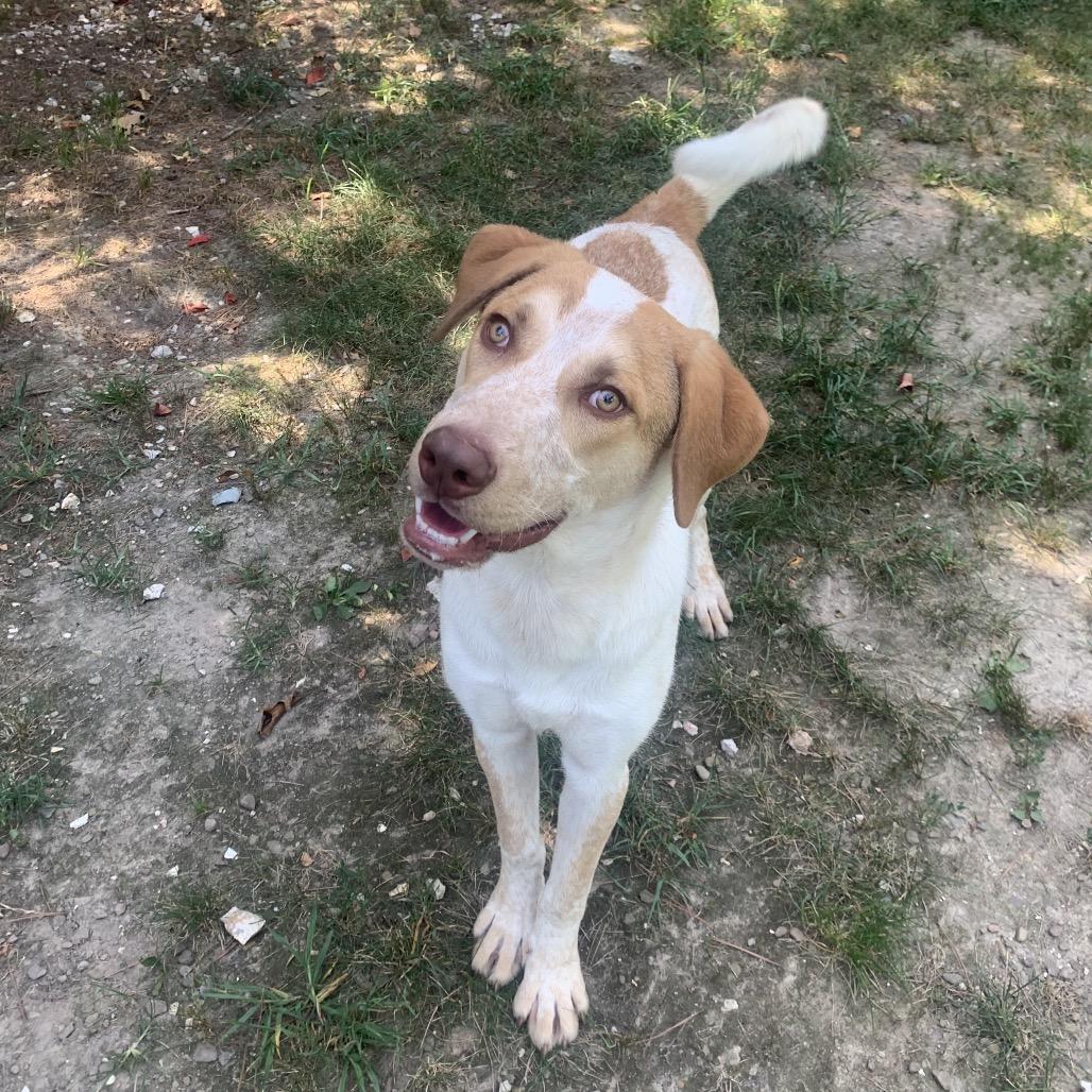 Enlarge Hamster, a Adoptable mixed breed in Eureka Springs, AR image 3/6