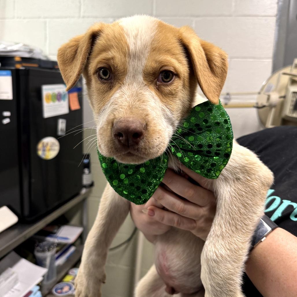 Hamster — thumbnail 4