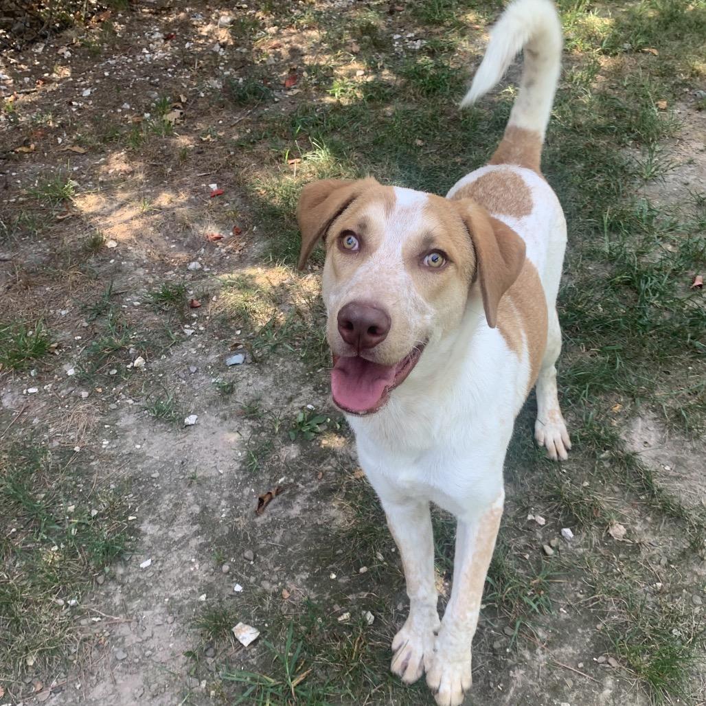 Hamster — thumbnail 5