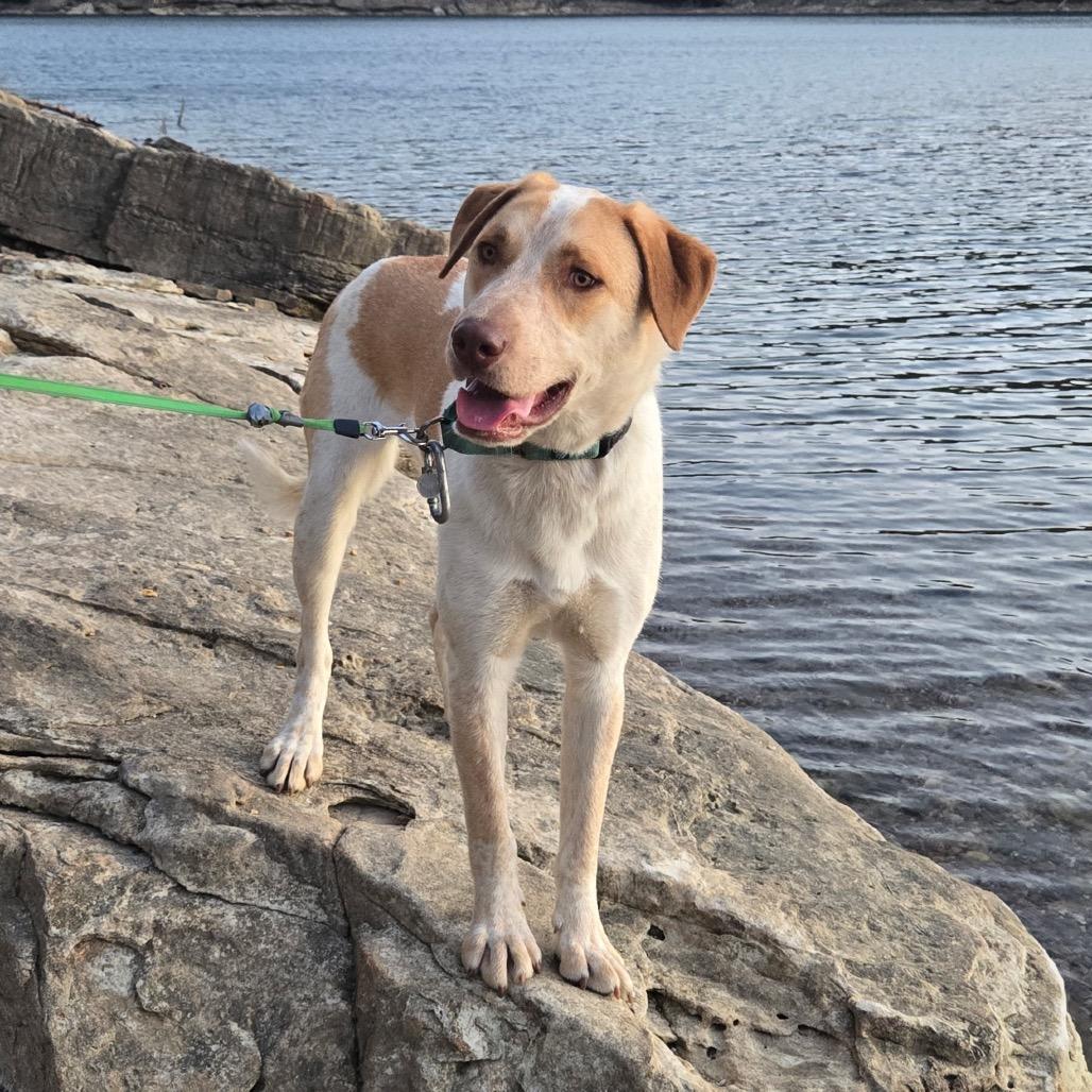 Enlarge Hamster, a Adoptable mixed breed in Eureka Springs, AR image 5/6