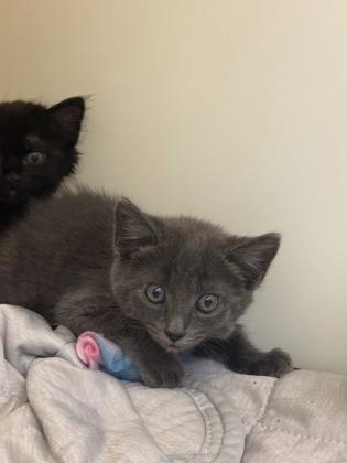 Street Taco, Adoptable, Young Male Domestic Short Hair & Domestic Short Hair.