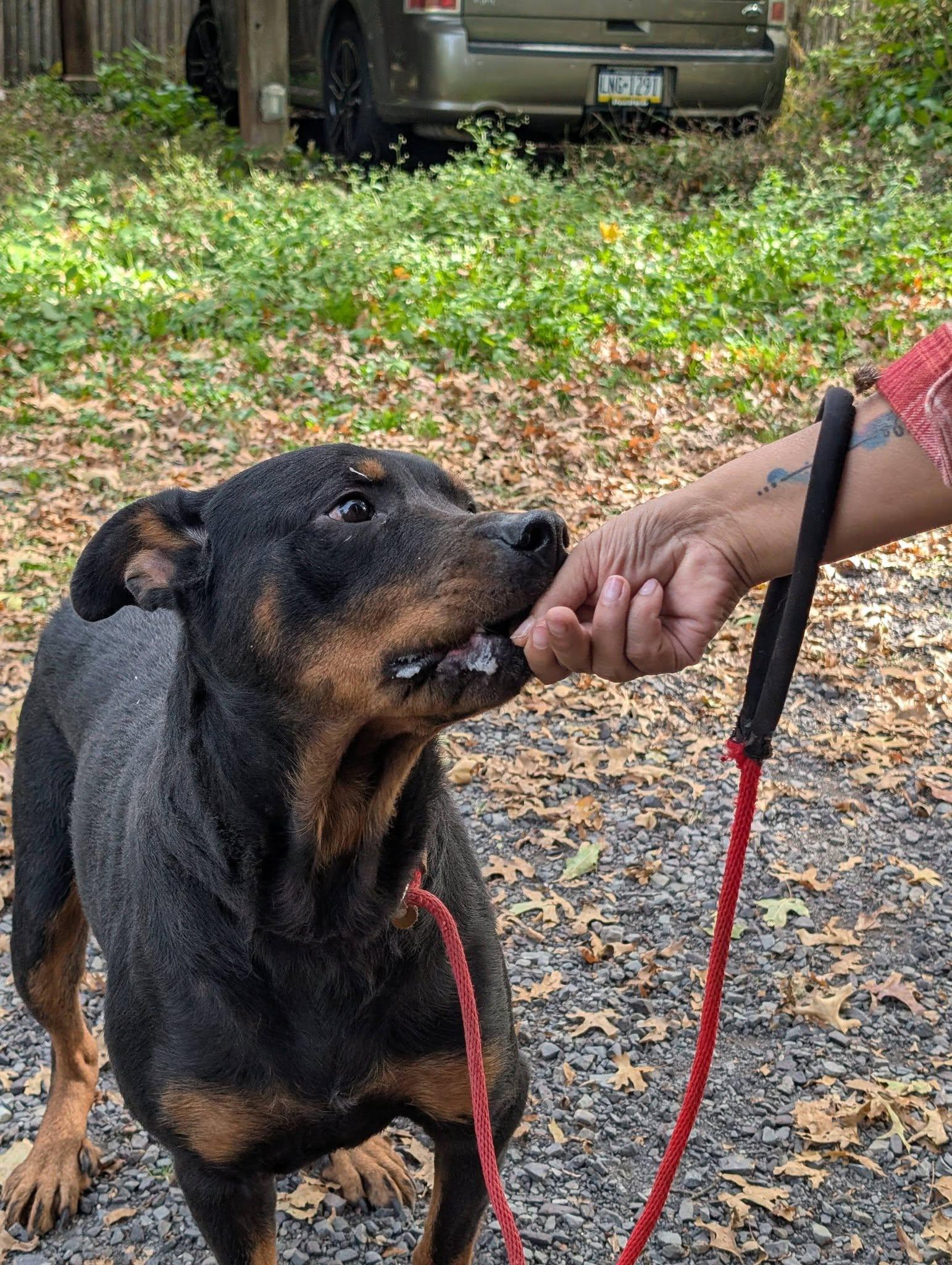 Enlarge Gianna, a Adoptable Rottweiler in Perkasie, PA image 2/6