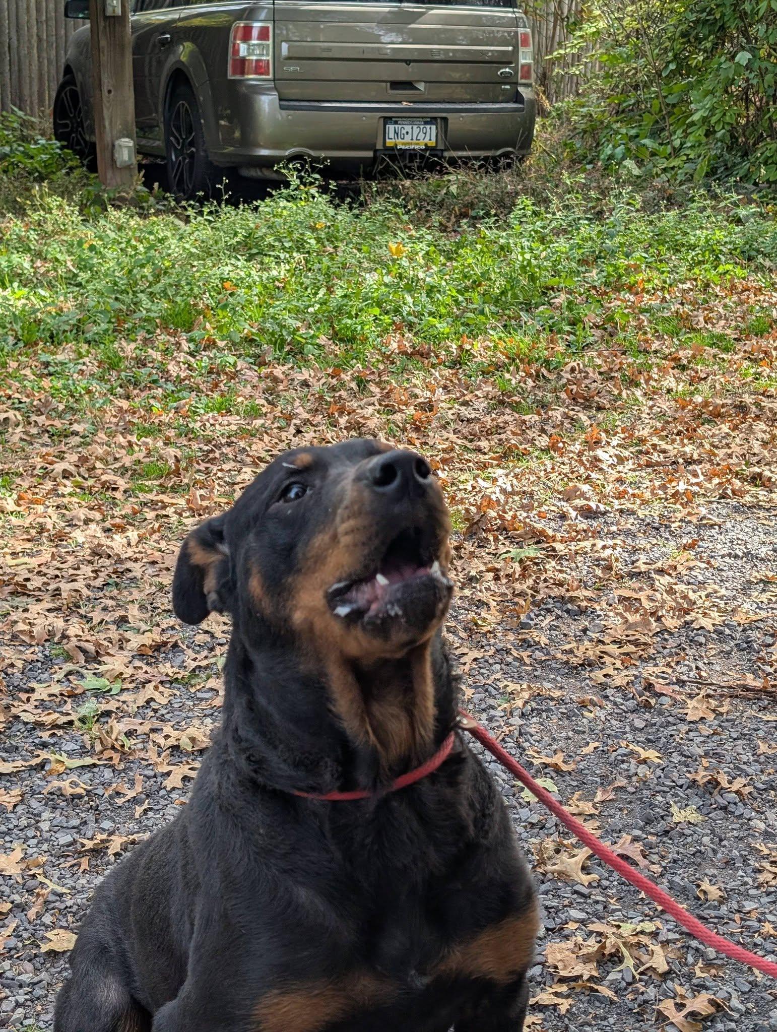 Gianna, Adoptable, Young Female Rottweiler.