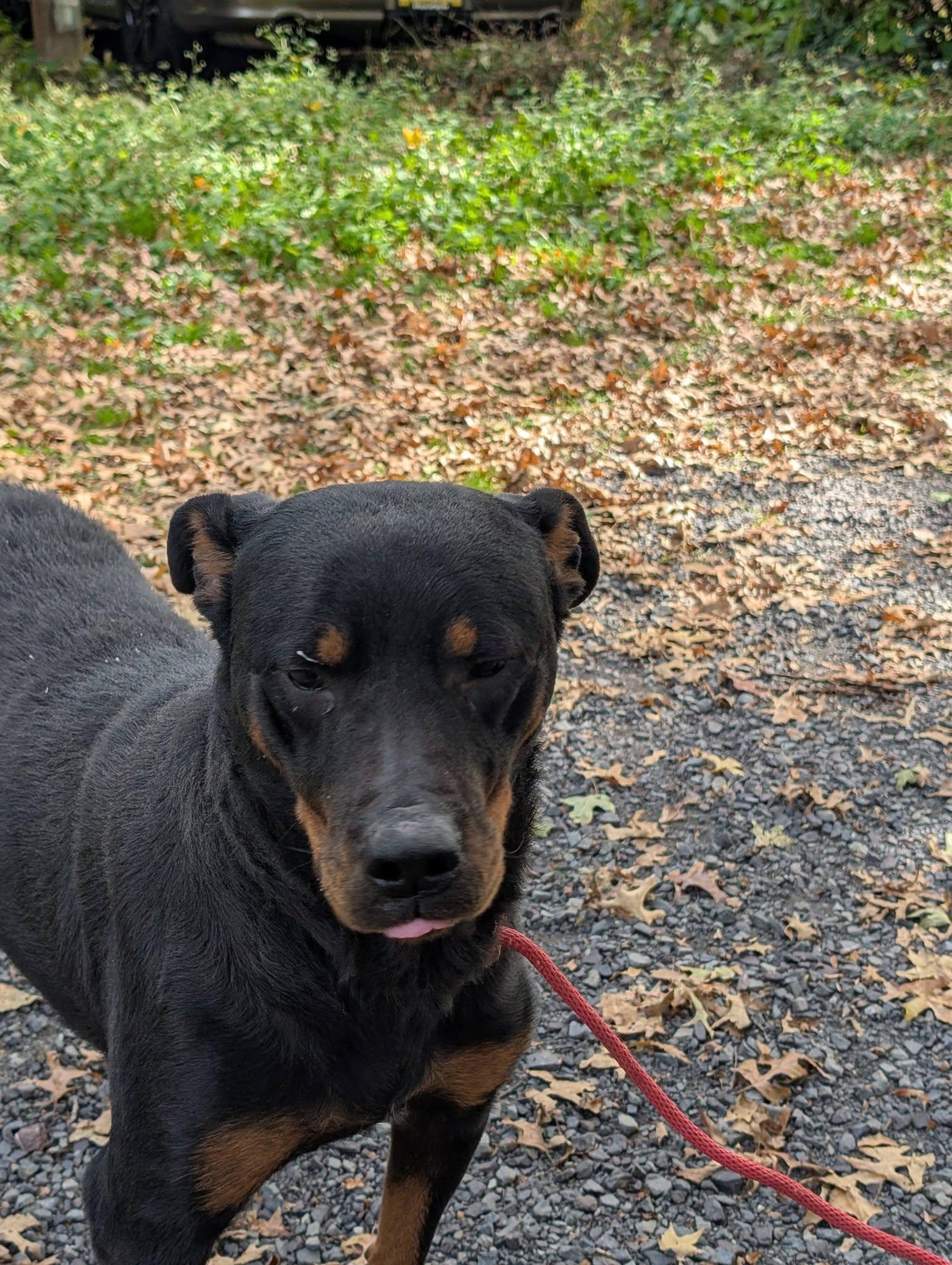 Enlarge Gianna, a Adoptable Rottweiler in Perkasie, PA image 4/6