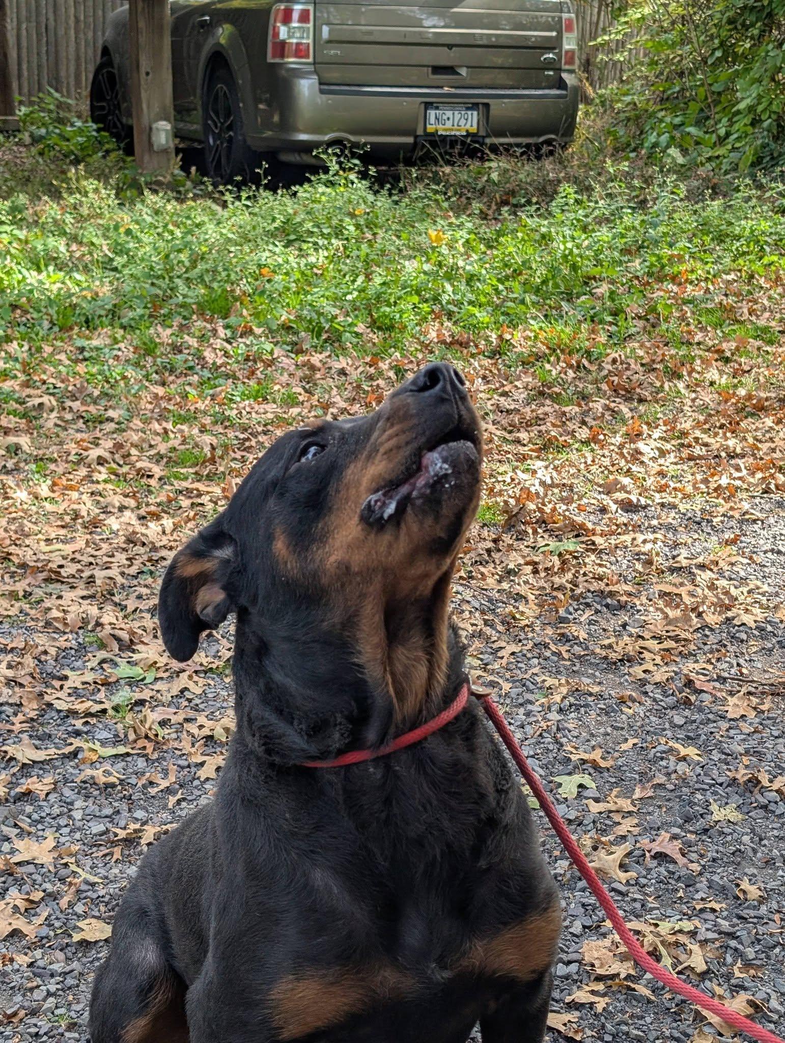 Enlarge Gianna, a Adoptable Rottweiler in Perkasie, PA image 5/6