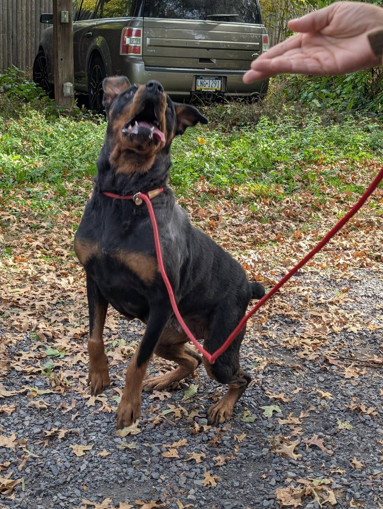 Enlarge Gianna, a Adoptable Rottweiler in Perkasie, PA image 3/6