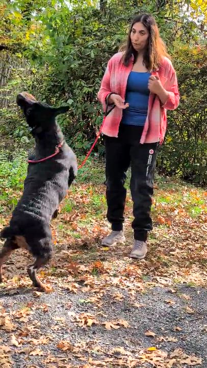 Enlarge Gianna, a Adoptable Rottweiler in Perkasie, PA video 6/6