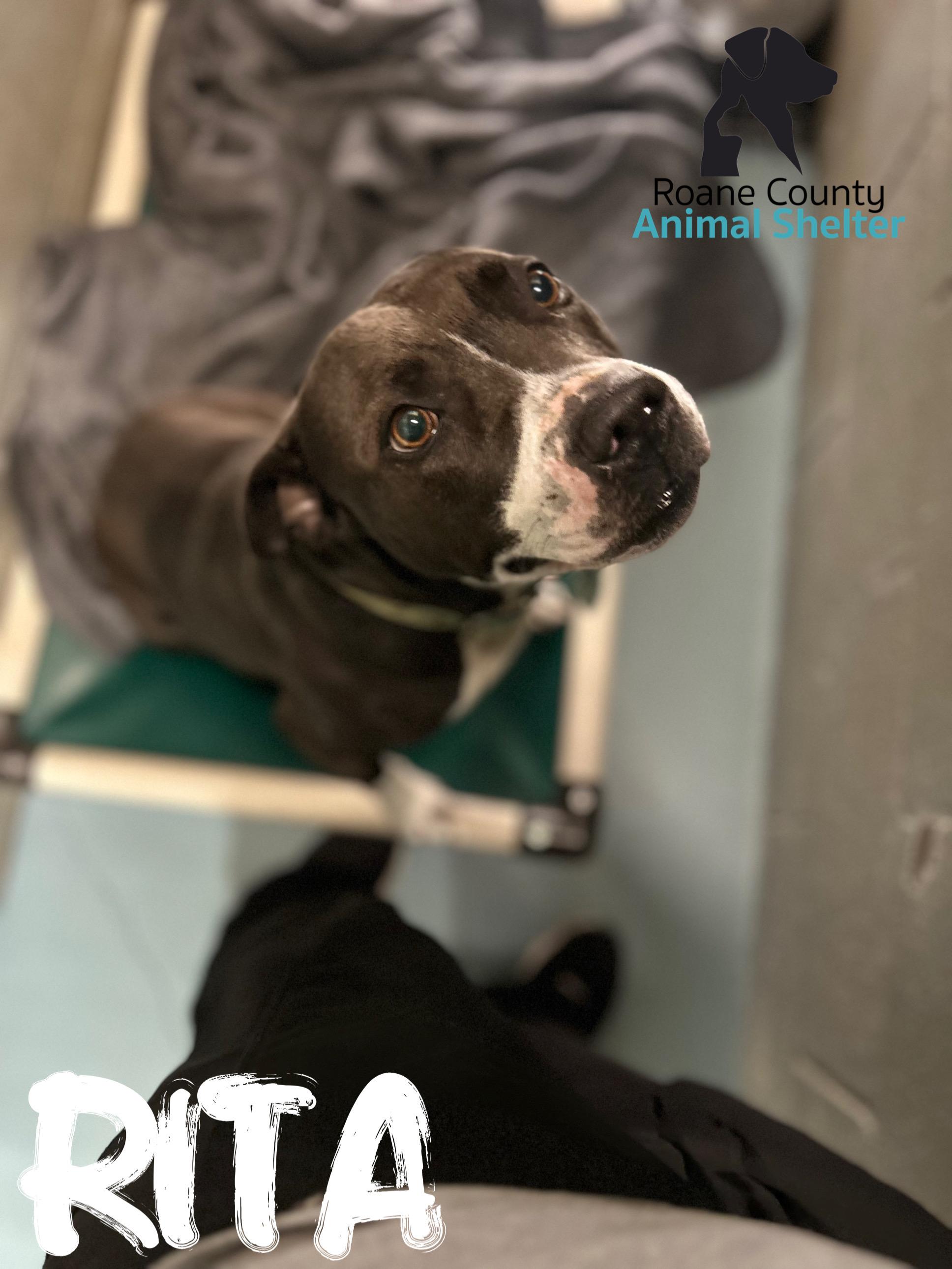 Enlarge Rita , a ADOPTABLE Pit Bull Terrier in Rockwood, TN image 1/1