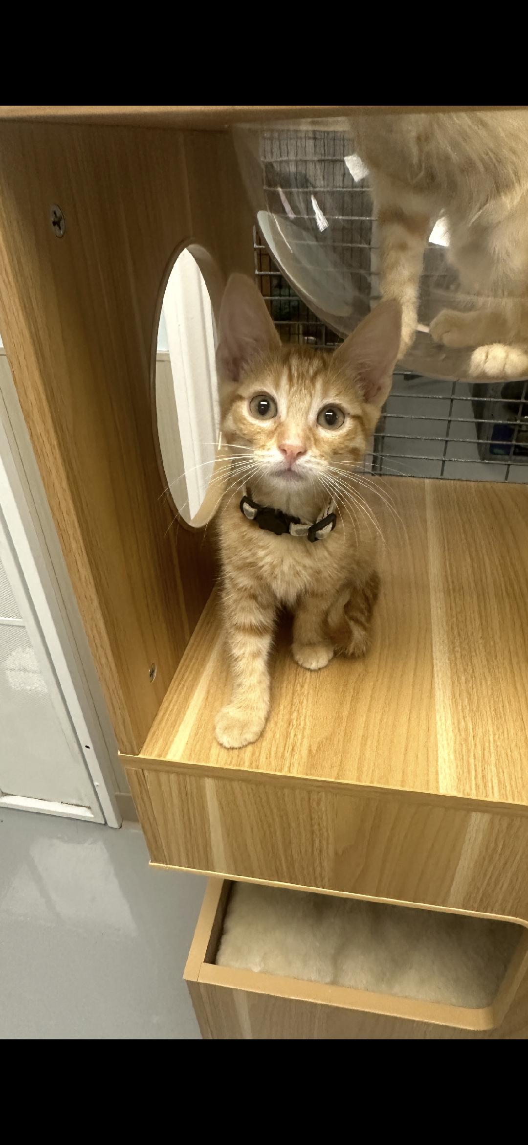 Johnny & Jimmy, Adoptable, Kitten Male Tabby.