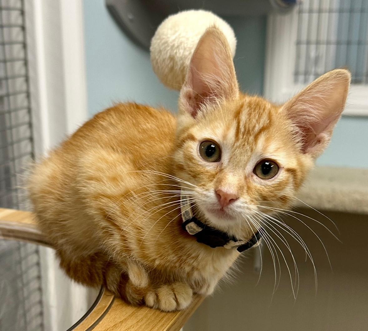 Enlarge Johnny & Jimmy, a Adoptable Tabby in West Hills, CA image 3/3