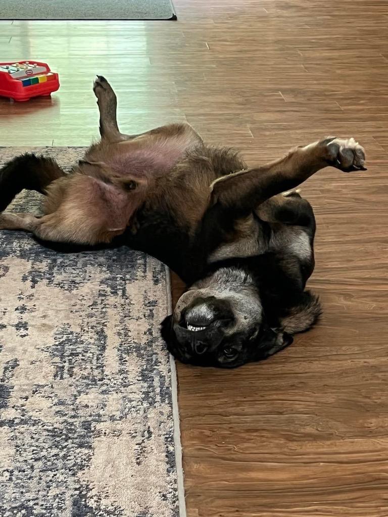 Milo, Adoptable, Adult Male German Shepherd Dog.