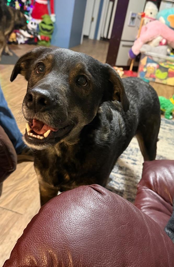 Milo, Adoptable, Adult Male German Shepherd Dog.