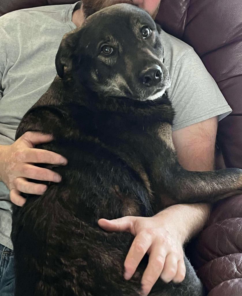 Enlarge Milo, a Adoptable German Shepherd Dog in Greencastle, IN image 3/4