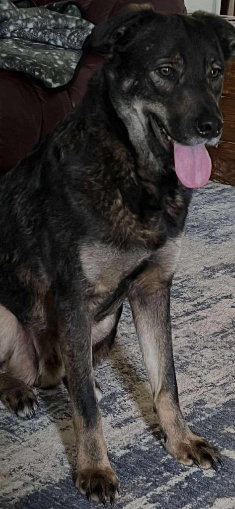 Enlarge Milo, a Adoptable German Shepherd Dog in Greencastle, IN image 2/4