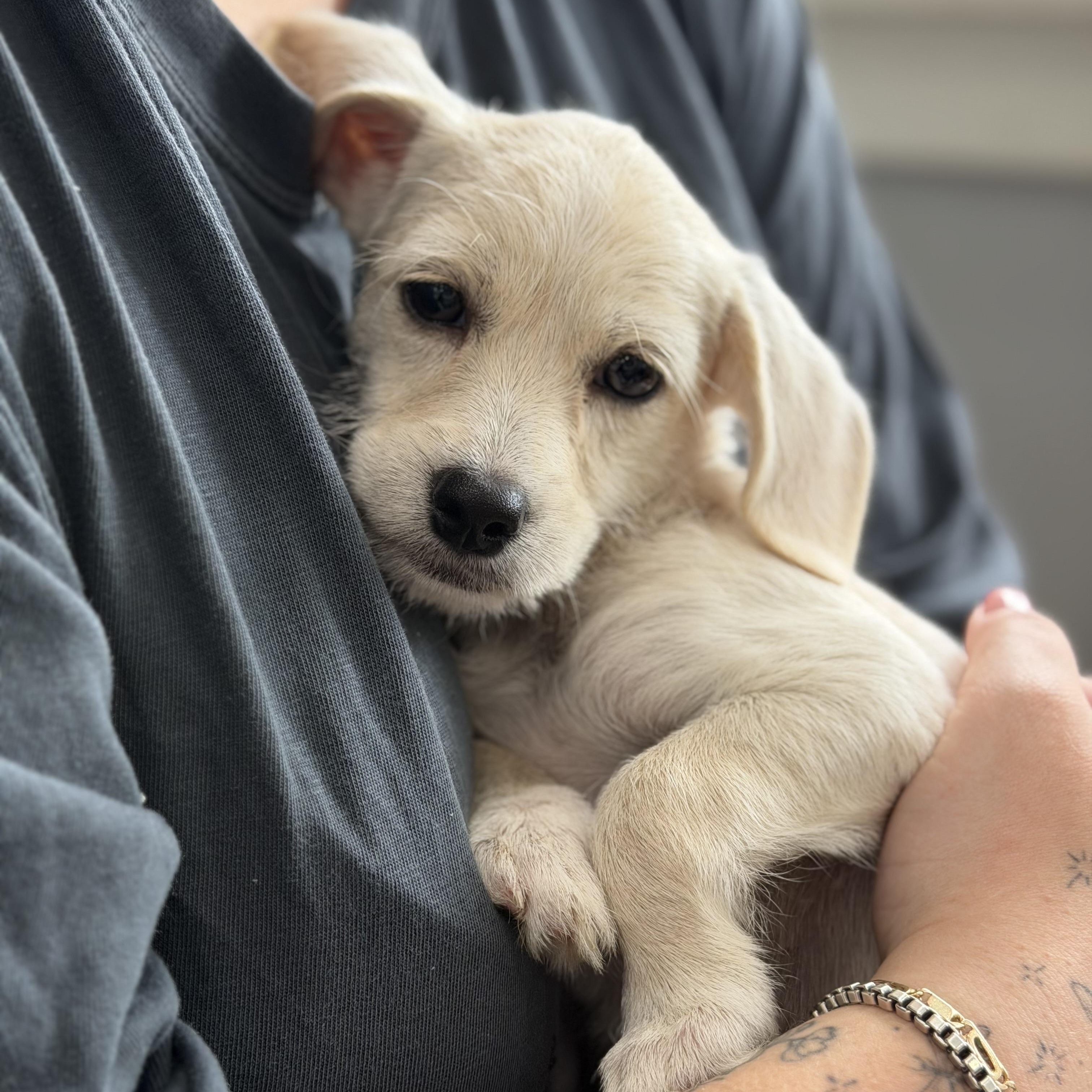 Enlarge Emerson, a ADOPTABLE mixed breed in Mahwah, NJ image 6/6