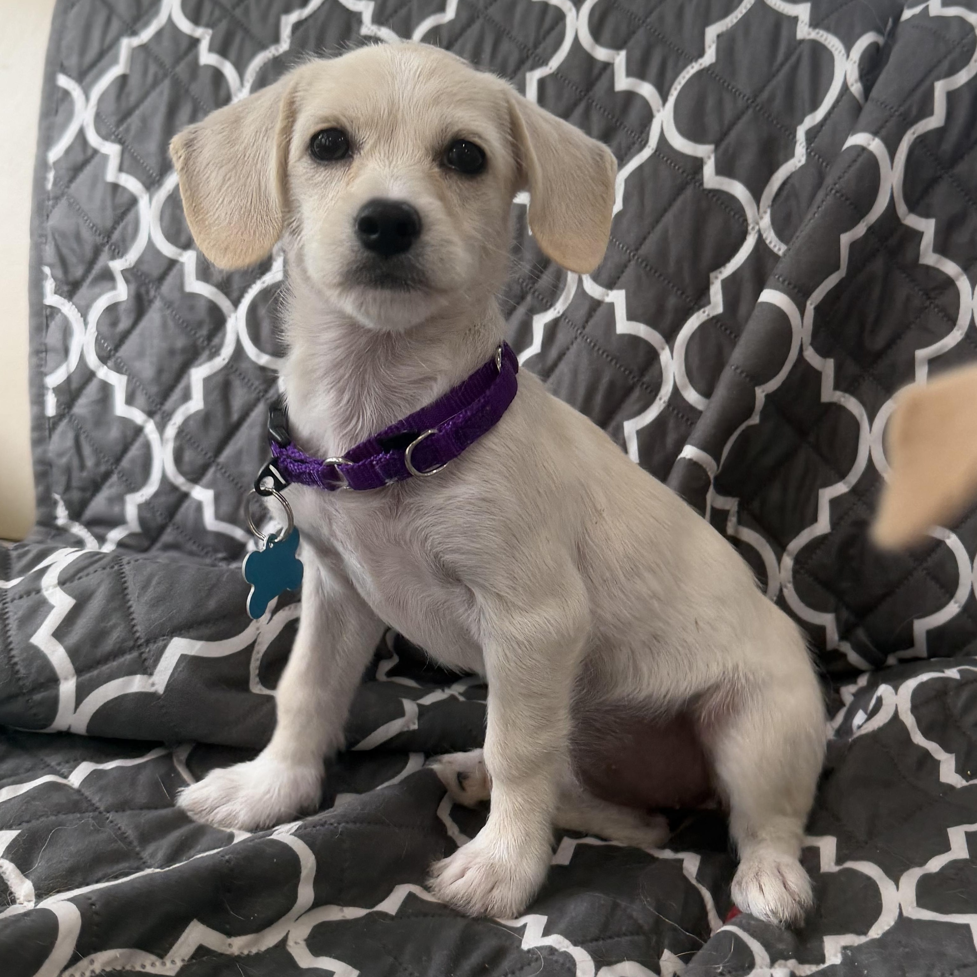 Enlarge Emerson, a ADOPTABLE mixed breed in Mahwah, NJ image 2/6