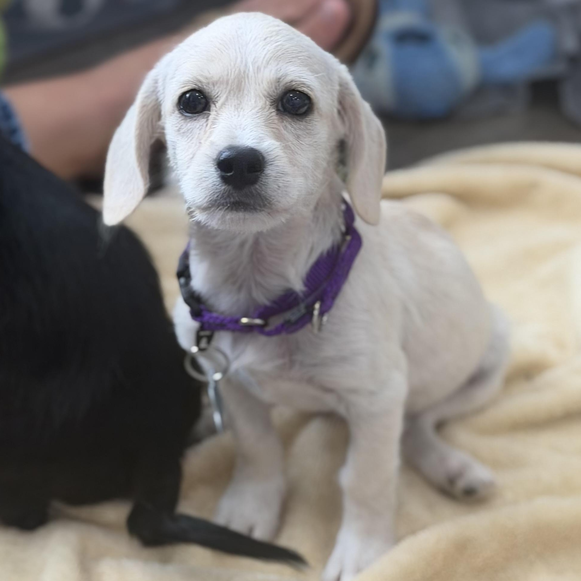 Emerson, ADOPTABLE, Puppy Female Chiweenie & Dachshund.