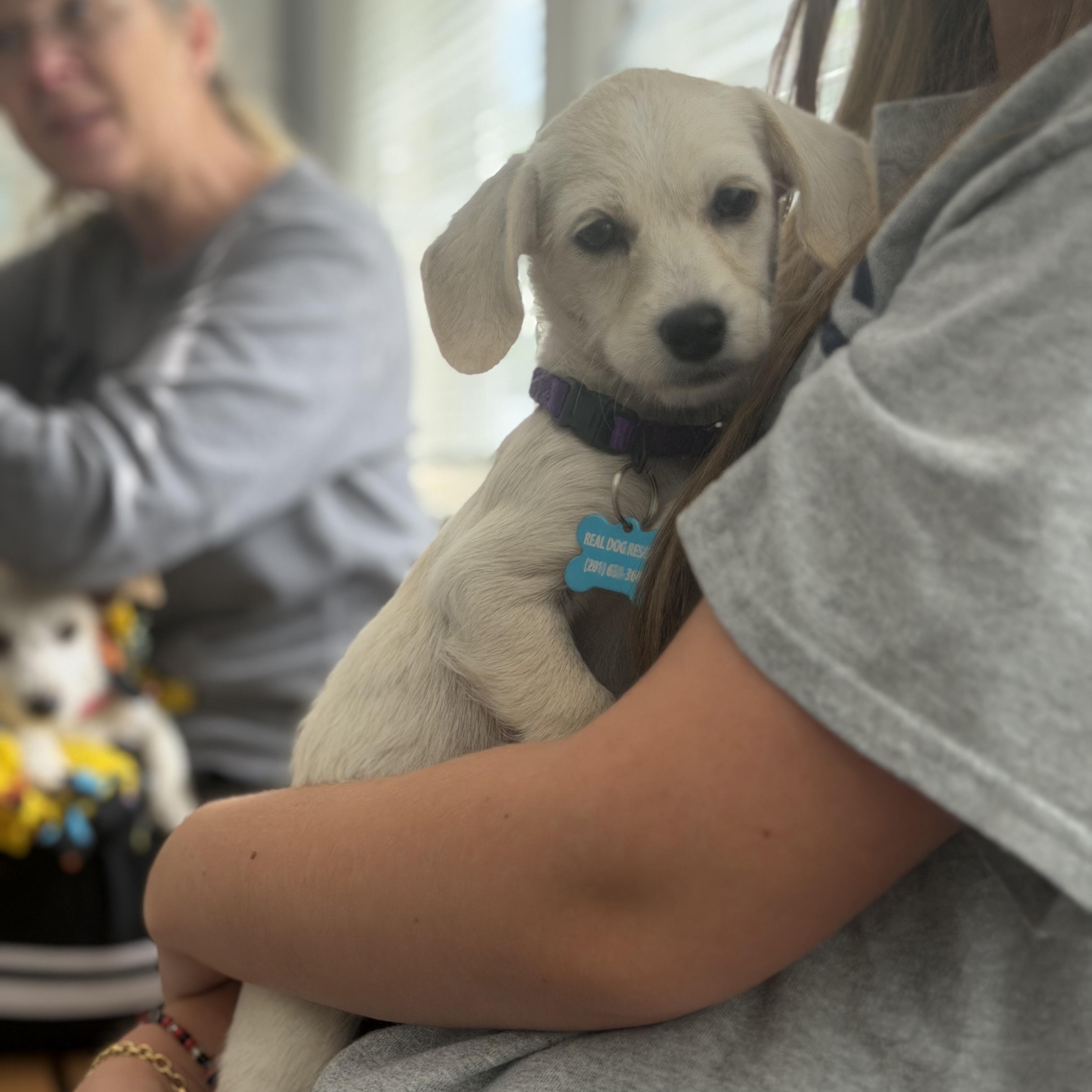 Enlarge Emerson, a ADOPTABLE mixed breed in Mahwah, NJ image 4/6