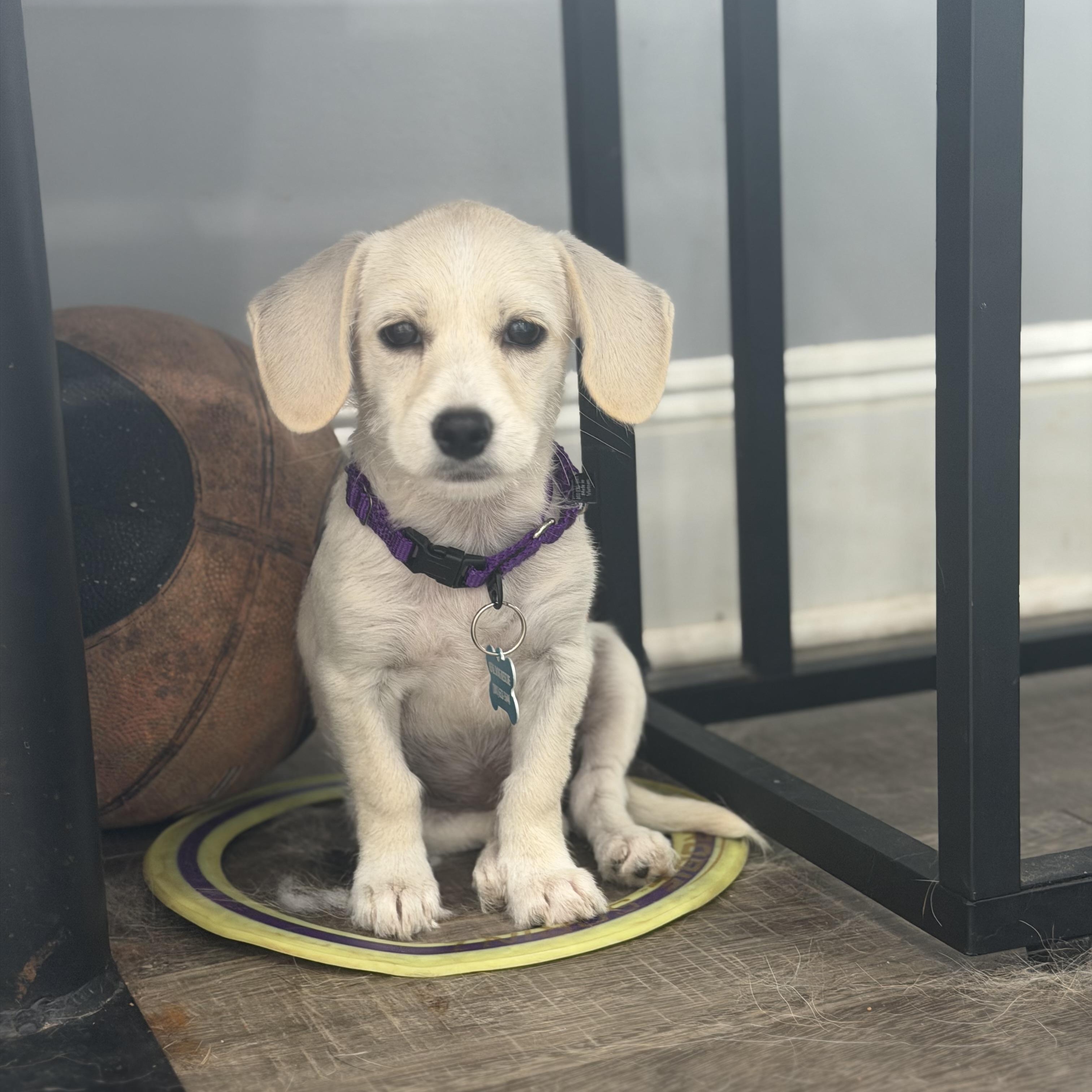 Enlarge Emerson, a ADOPTABLE mixed breed in Mahwah, NJ image 3/6