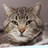 Enlarge Prince, a ADOPTABLE Domestic Short Hair in Hilliard, OH image 1/2