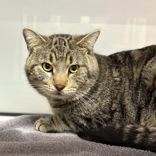 Enlarge Prince, a ADOPTABLE Domestic Short Hair in Hilliard, OH image 2/2