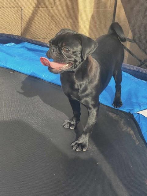Spud, a Adopted Pug in Mesa, AZ image 3/3