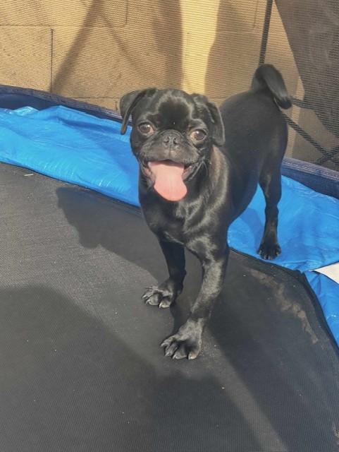 Spud, Baby Male Pug