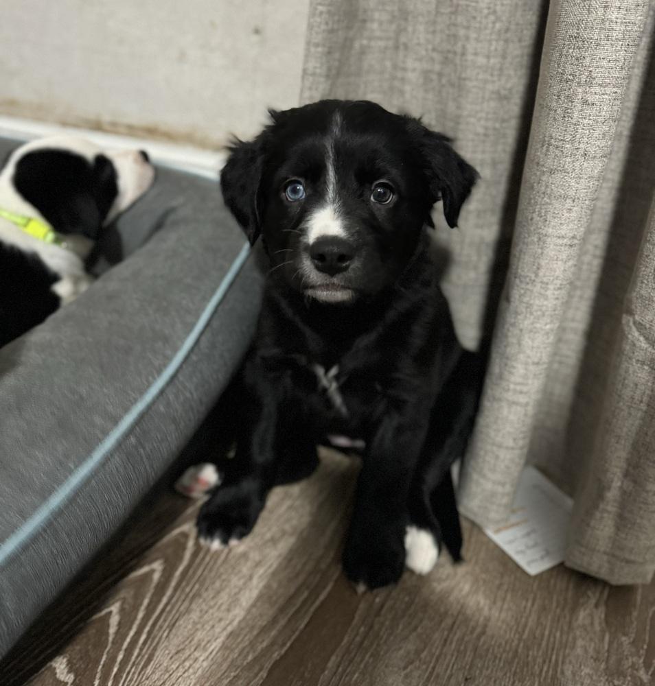 Hattie, ADOPTABLE, Puppy Female Collie.