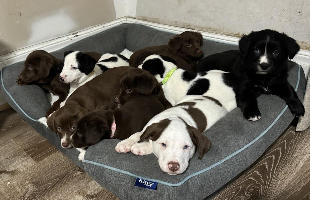 Hattie, a ADOPTABLE mixed breed in China Township, MI image 6/6