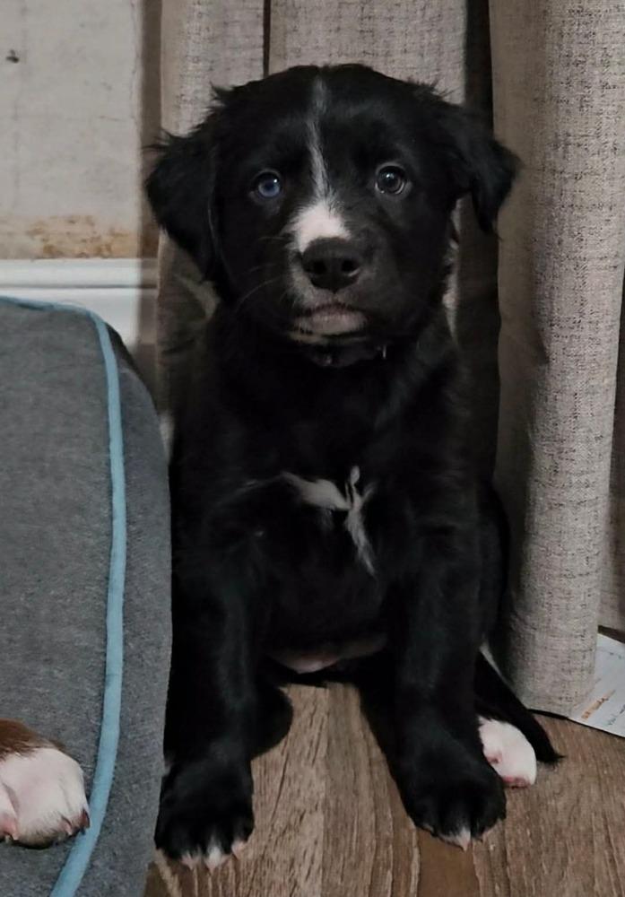 Hattie, a ADOPTABLE mixed breed in China Township, MI image 3/6