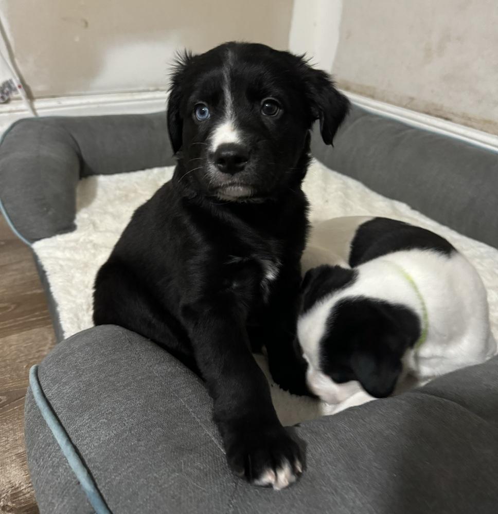 Hattie, a ADOPTABLE mixed breed in China Township, MI image 2/6