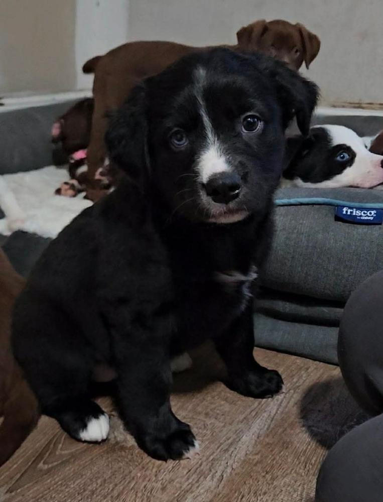 Hattie, a ADOPTABLE mixed breed in China Township, MI image 5/6