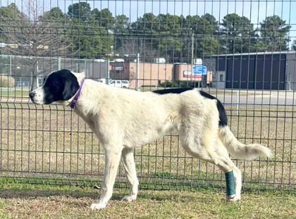 Sir Francis, a Adoptable mixed breed in Longview, TX image 1/3