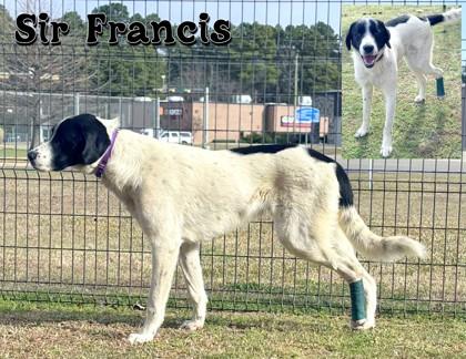 Sir Francis, a Adoptable mixed breed in Longview, TX image 2/3